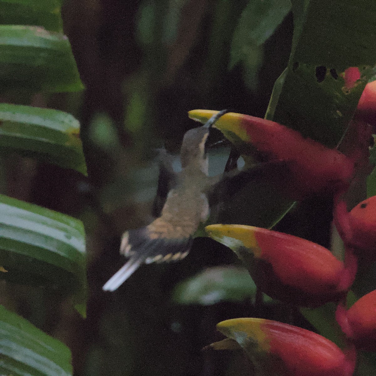 Long-billed Hermit - ML616654618