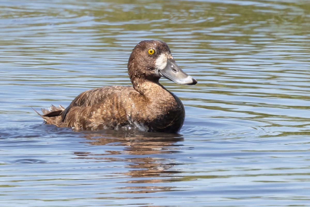 Lesser Scaup - ML616654663