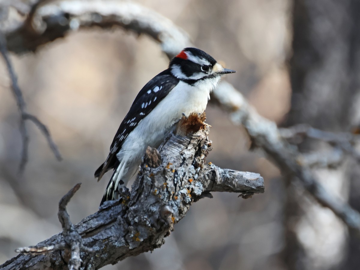Downy Woodpecker - ML616654685