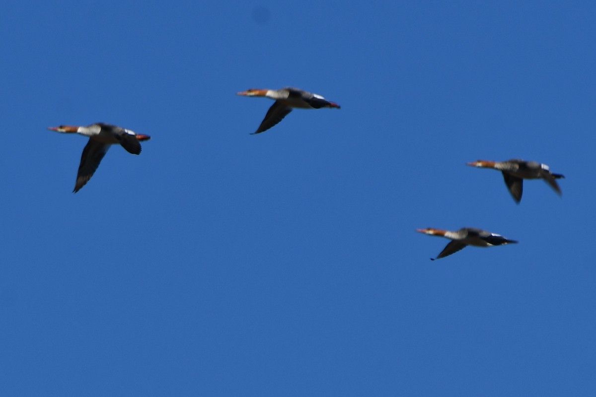 Common Merganser - ML616654697