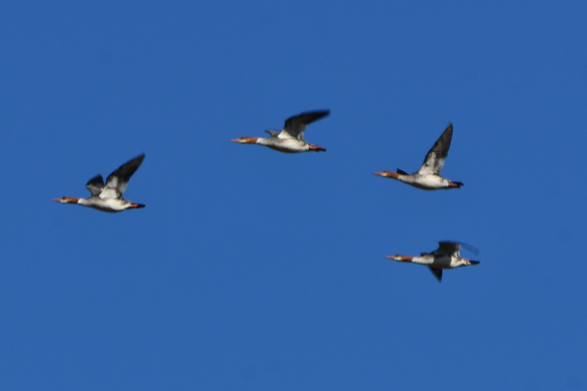 Common Merganser - ML616654698