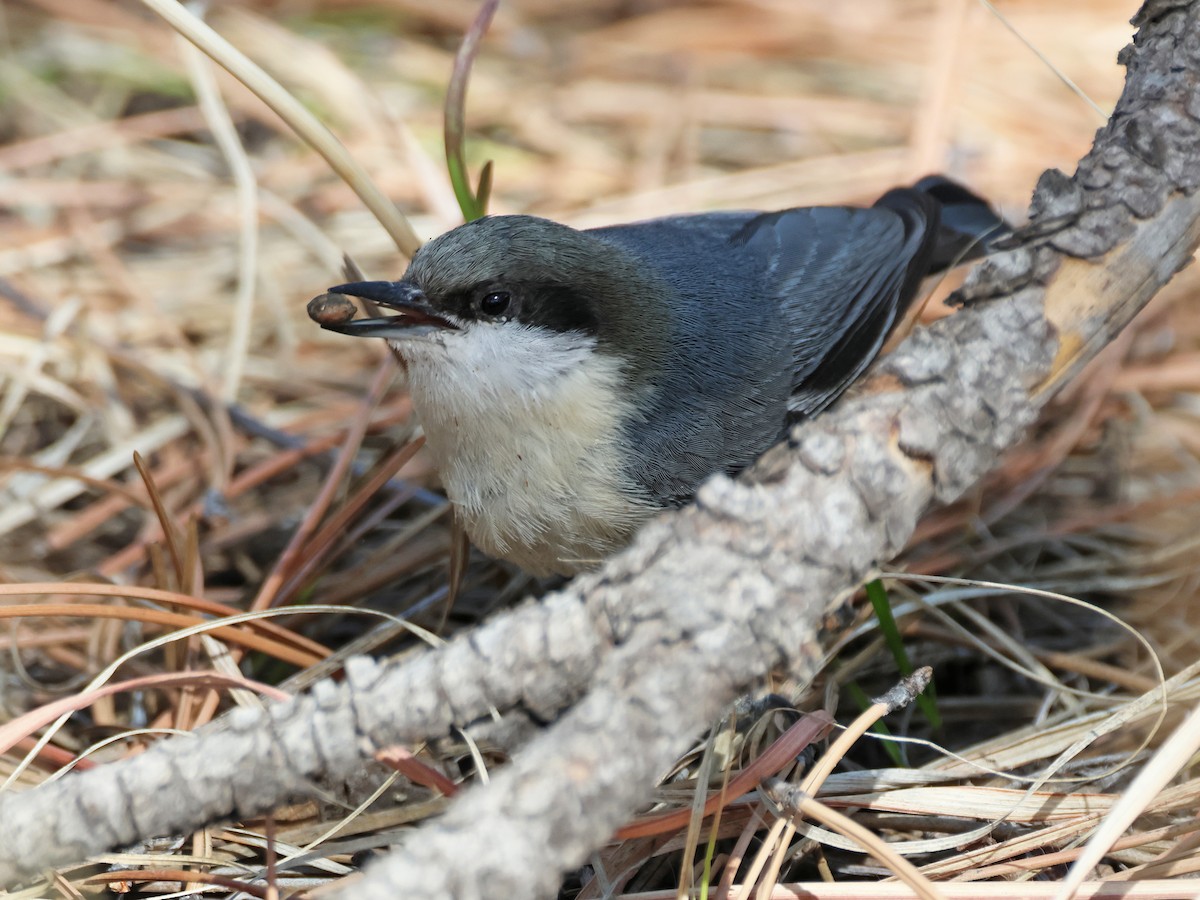 Pygmy Nuthatch - ML616654705