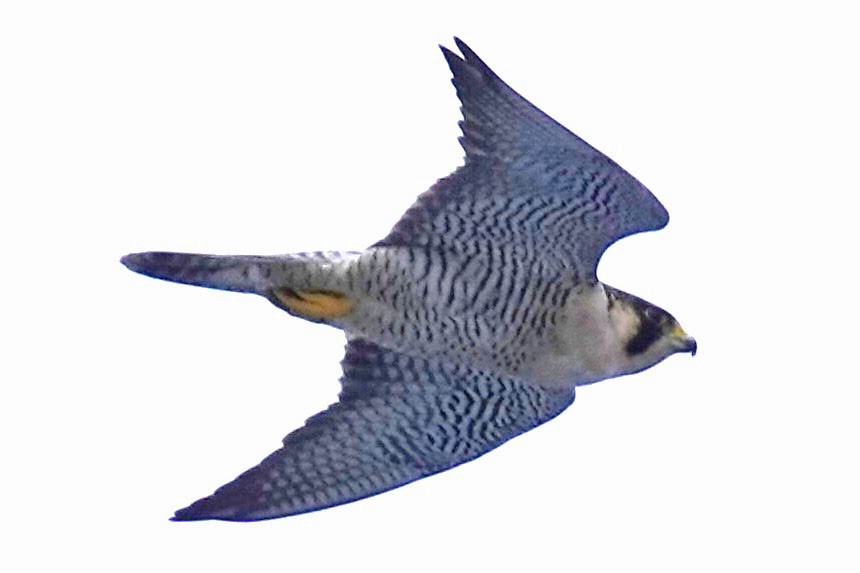 Peregrine Falcon - ML616654712