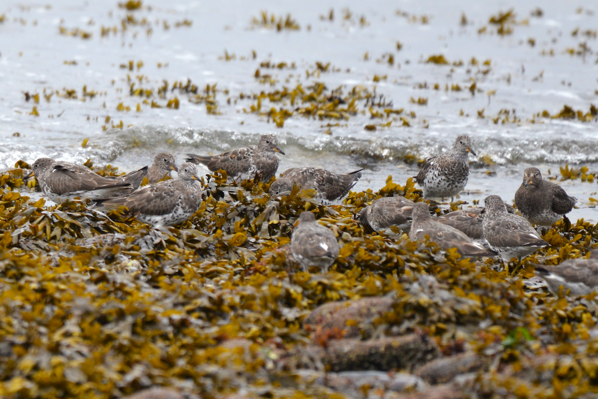 Surfbird - Henry deJong