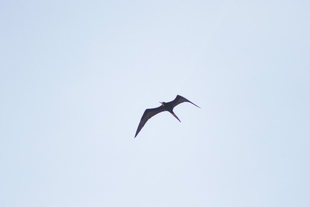 Magnificent Frigatebird - ML616654736