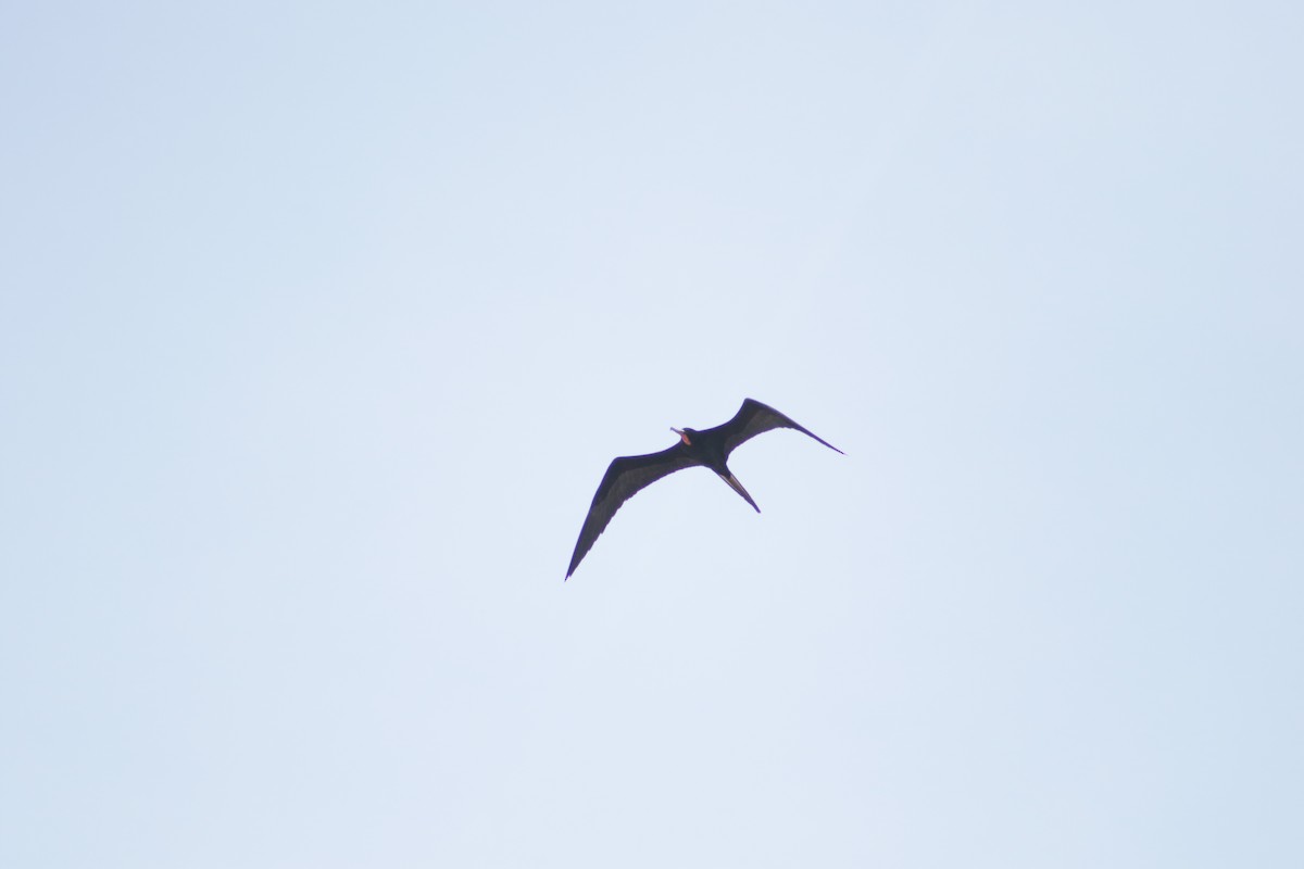 Magnificent Frigatebird - ML616654740