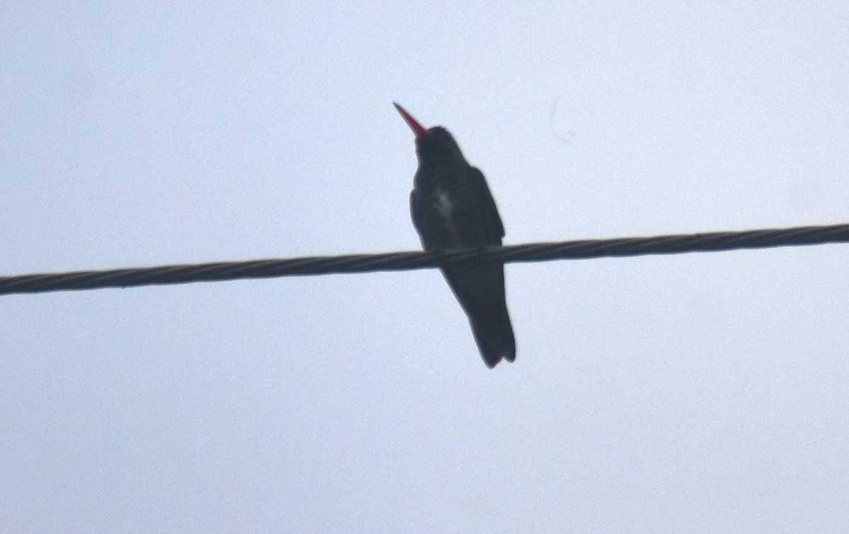 kolibřík Humboldtův - ML616654757