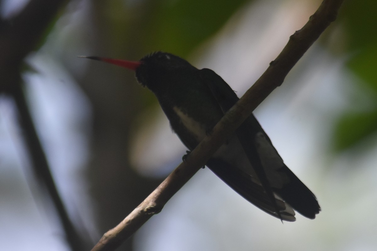 kolibřík Humboldtův - ML616654759