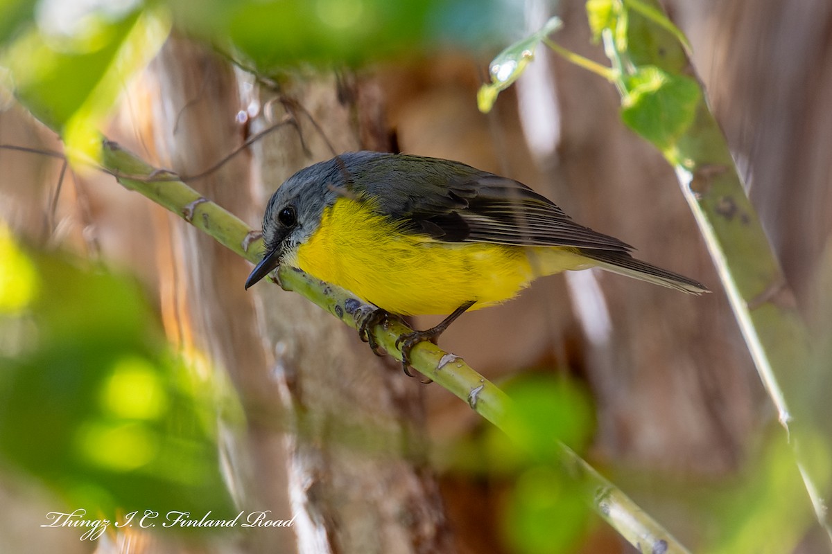 Eastern Yellow Robin - Allan Sonerson