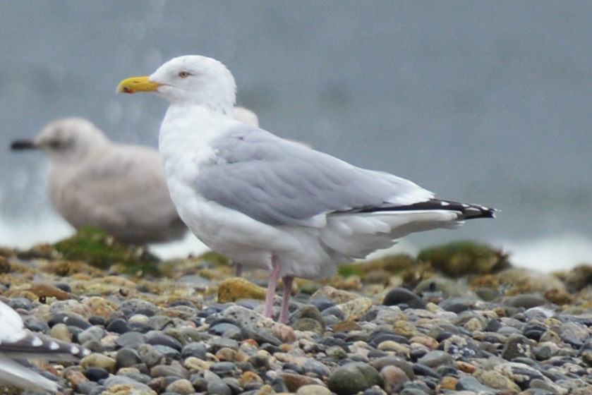 American Herring Gull - Henry deJong