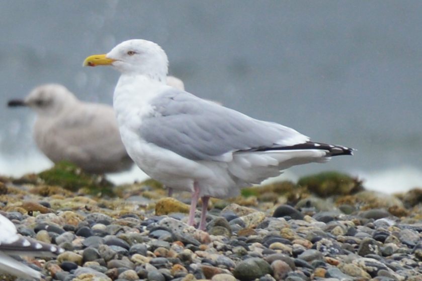 Goéland argenté - ML616654804