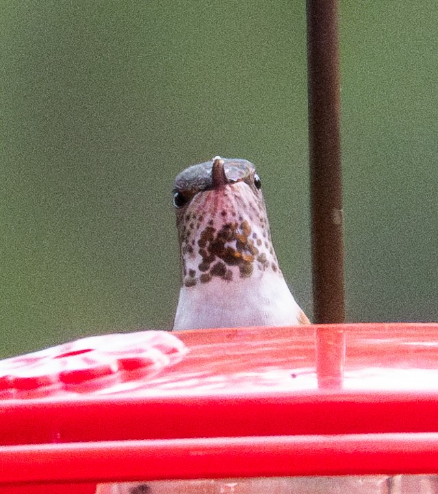 Rufous Hummingbird - ML616654861