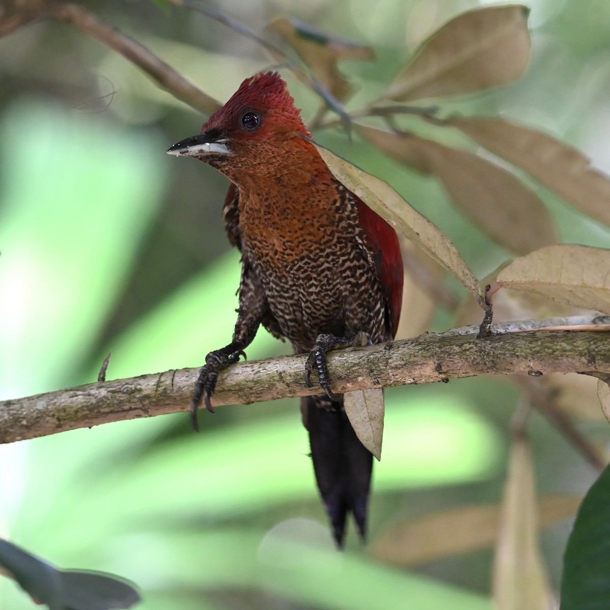 Banded Woodpecker - ML616654926