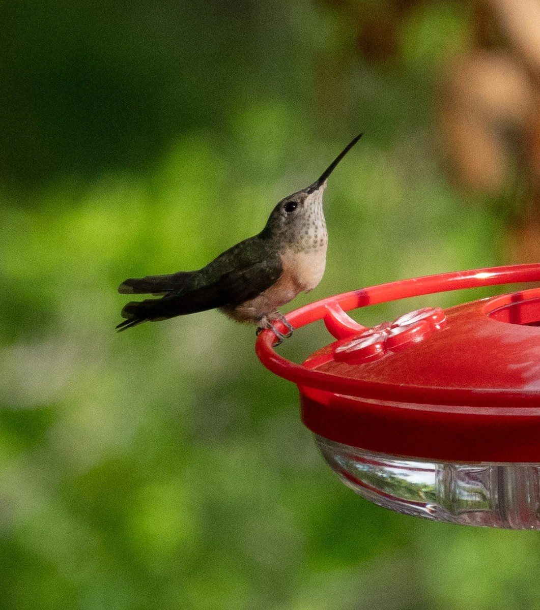 Broad-tailed Hummingbird - ML616654929