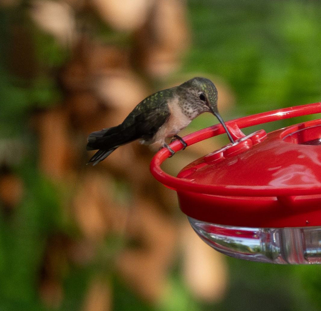 Broad-tailed Hummingbird - ML616654937