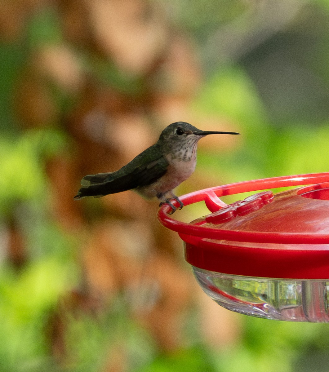 Broad-tailed Hummingbird - ML616654938