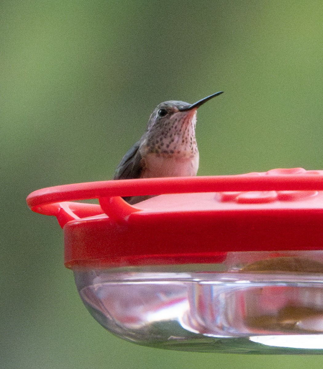 Broad-tailed Hummingbird - ML616654940