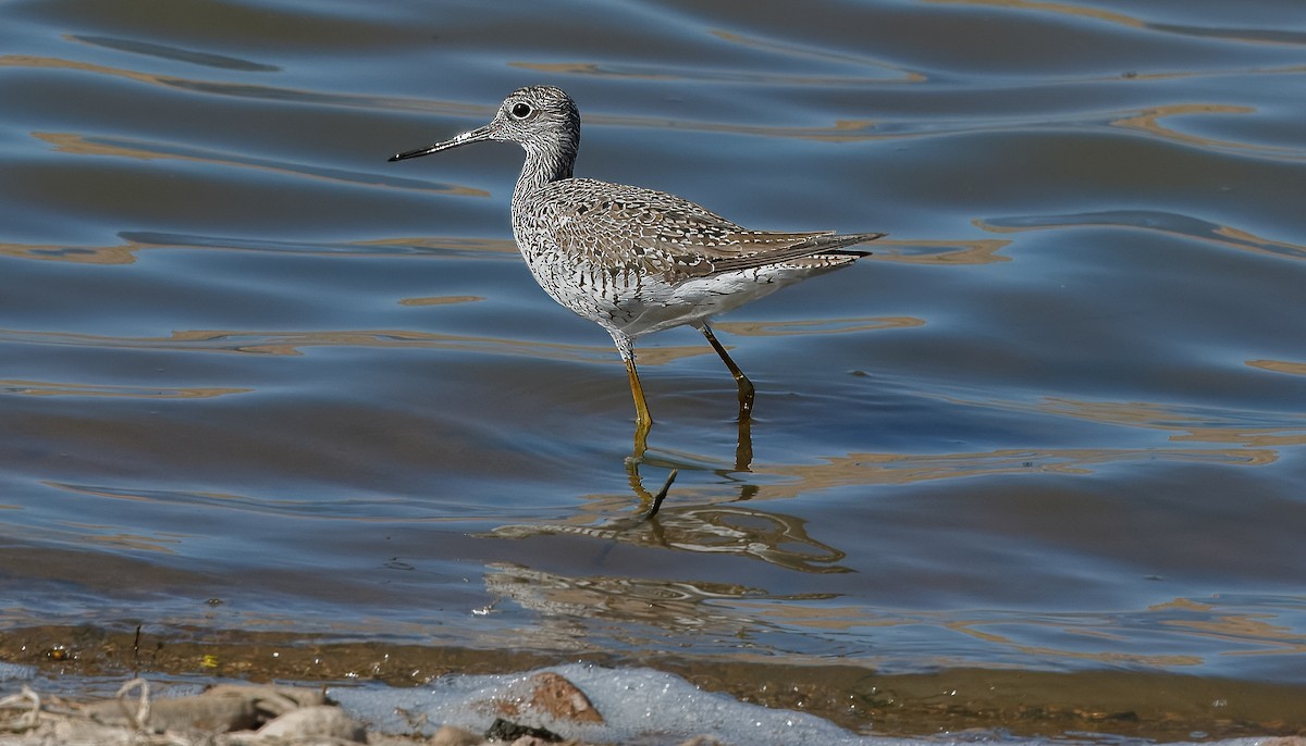 Greater Yellowlegs - ML616654955