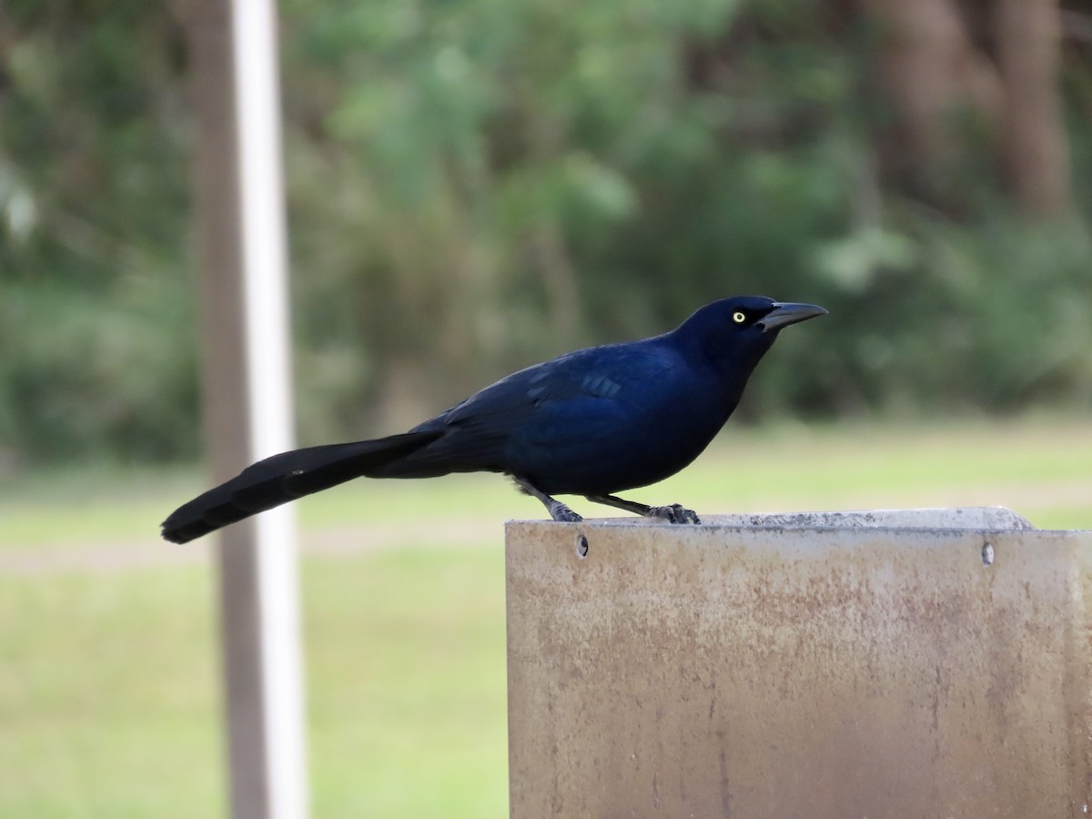 Great-tailed Grackle - ML616654963