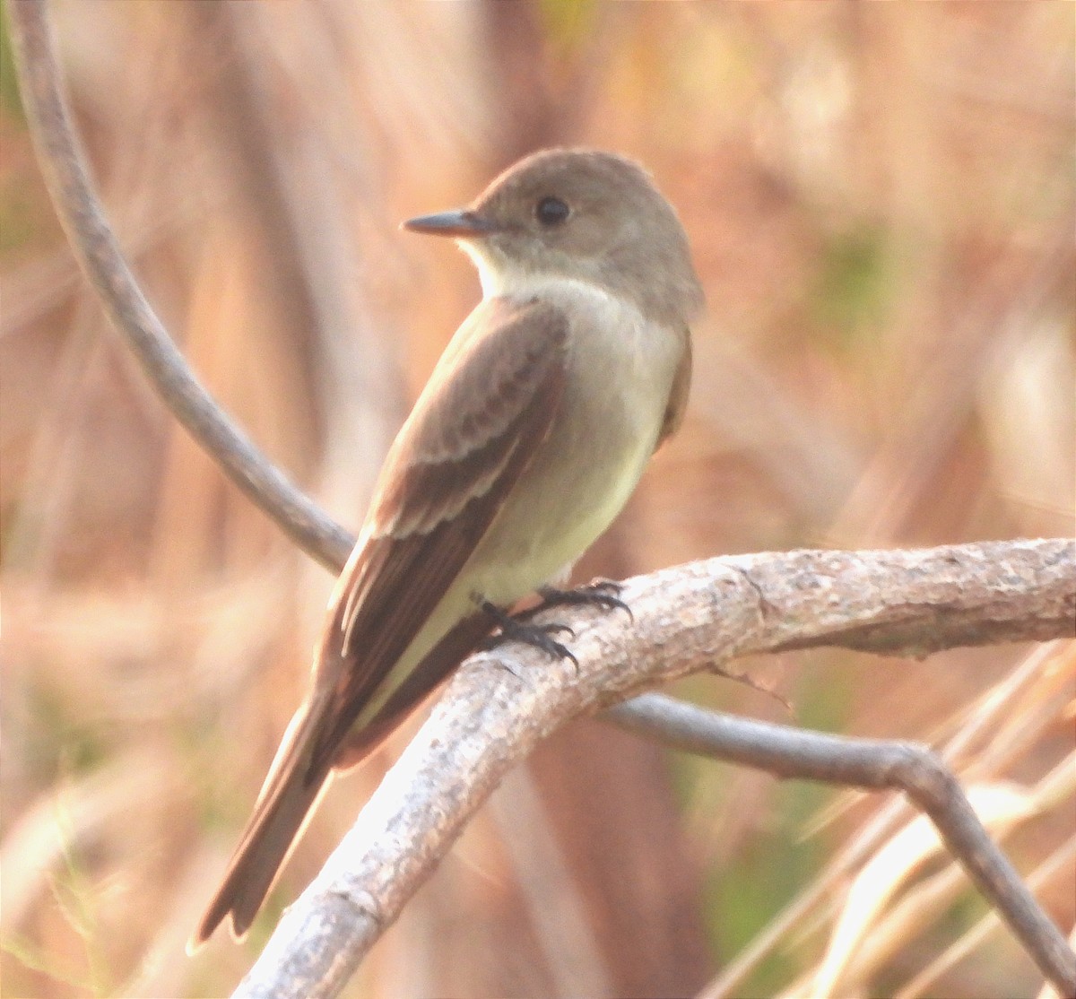 Eastern Wood-Pewee - Marvin frabricio Rivera González