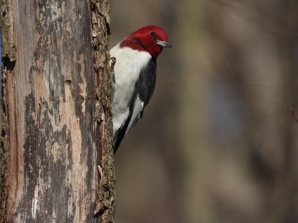 Pic à tête rouge - ML616655042