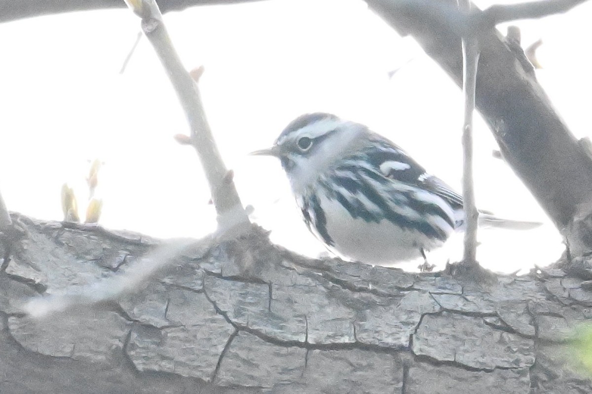Black-and-white Warbler - ML616655063