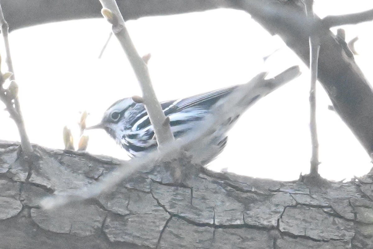 Black-and-white Warbler - ML616655069