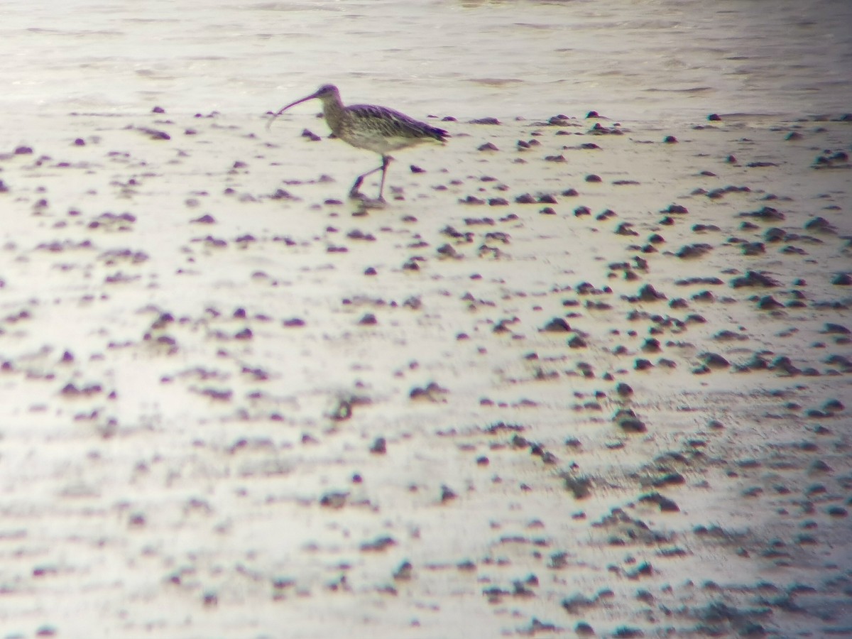 Eurasian Curlew - ML616655139