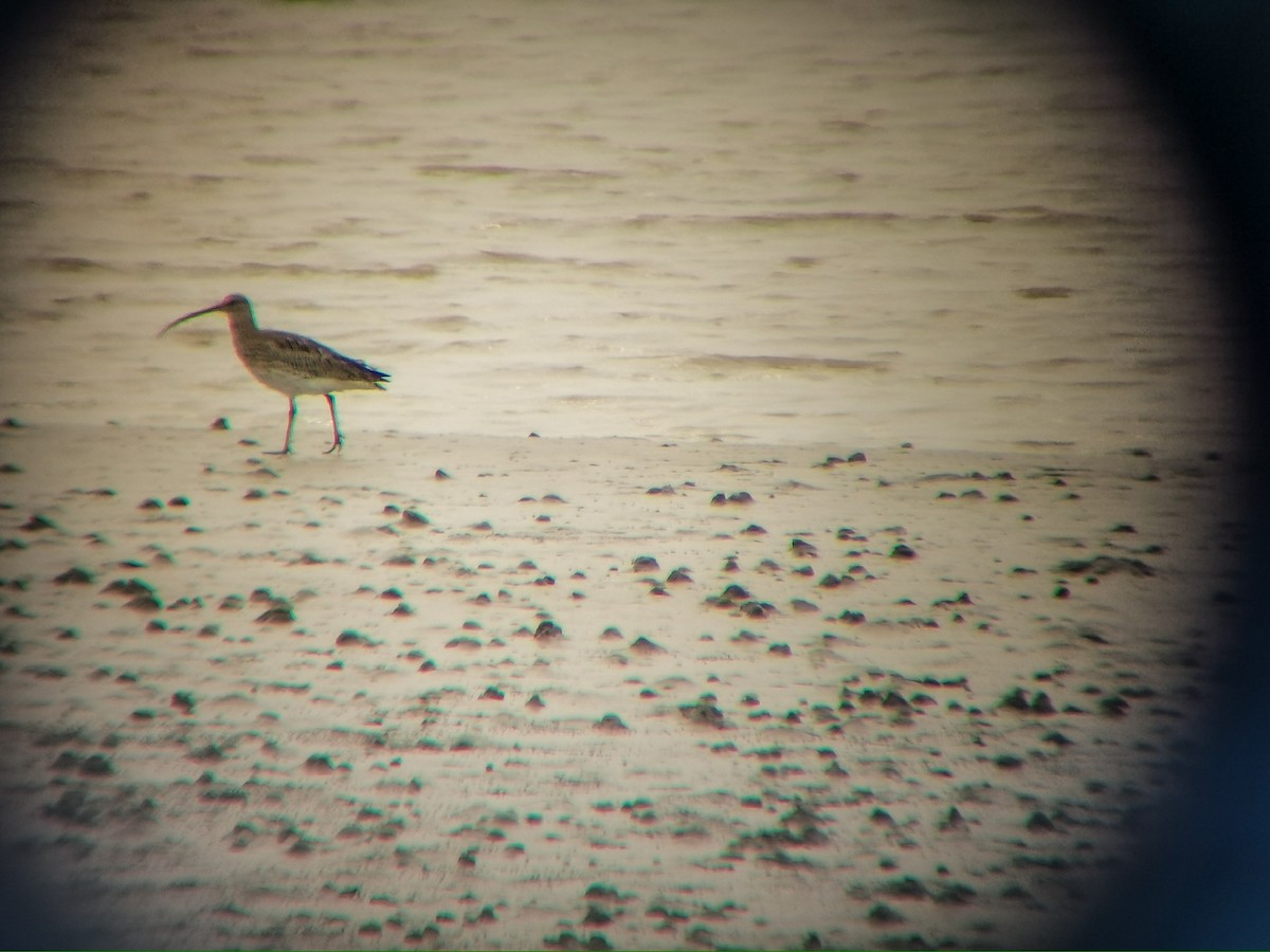 Eurasian Curlew - ML616655143