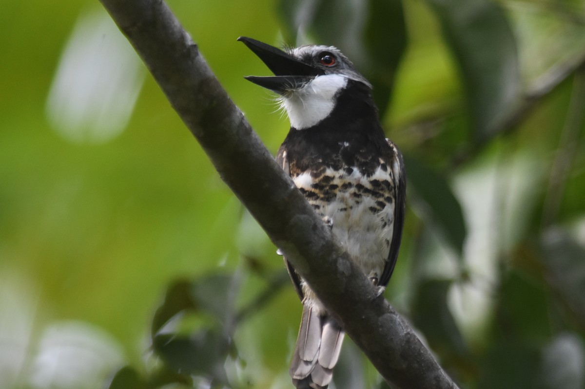 Sooty-capped Puffbird - ML616655161