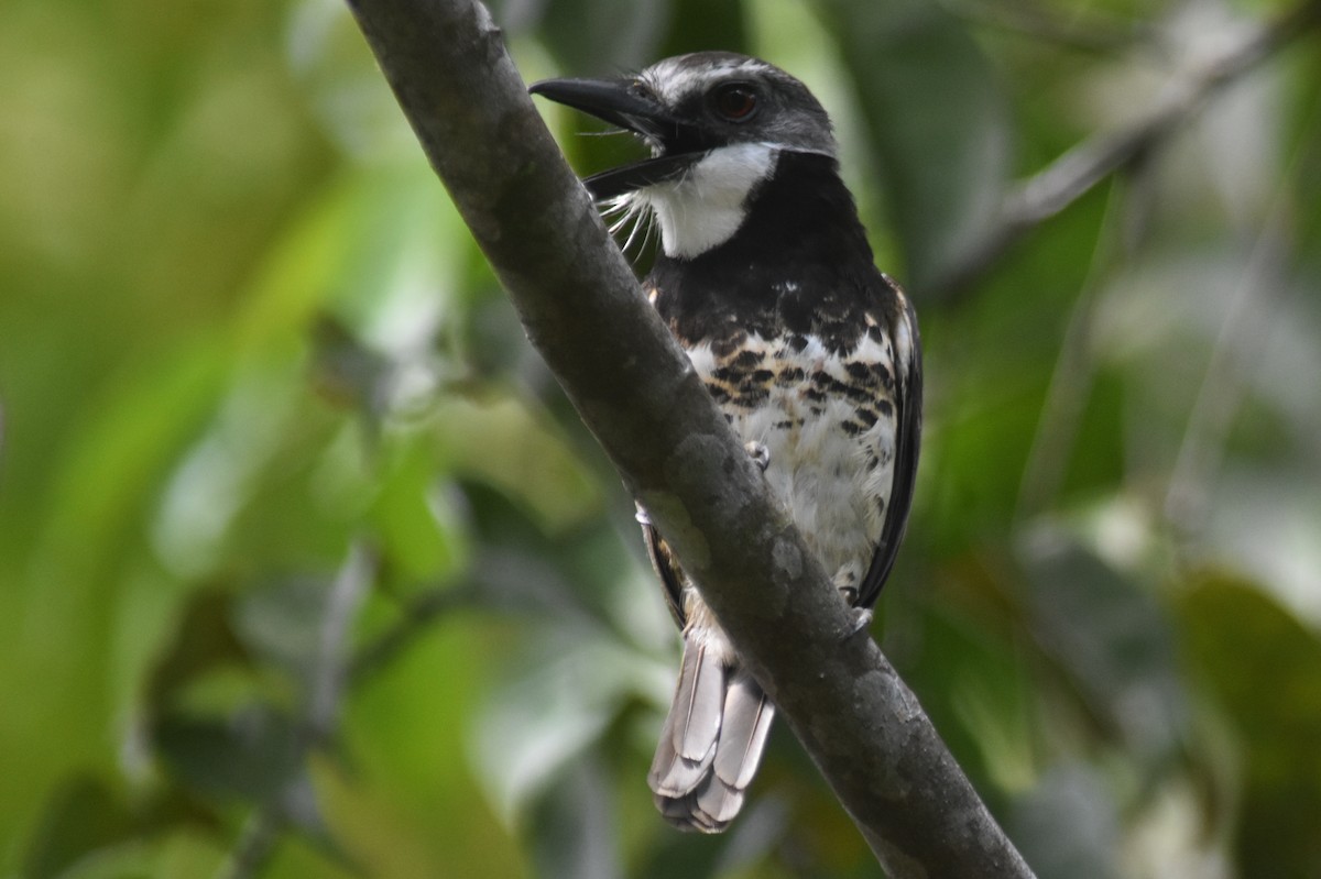 Sooty-capped Puffbird - ML616655162