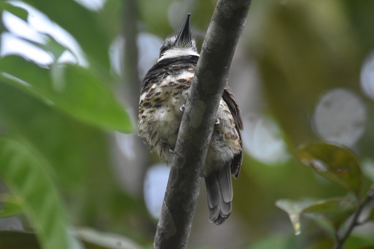 Sooty-capped Puffbird - ML616655164