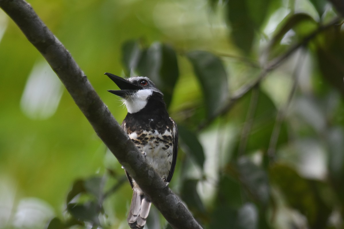 Sooty-capped Puffbird - ML616655167