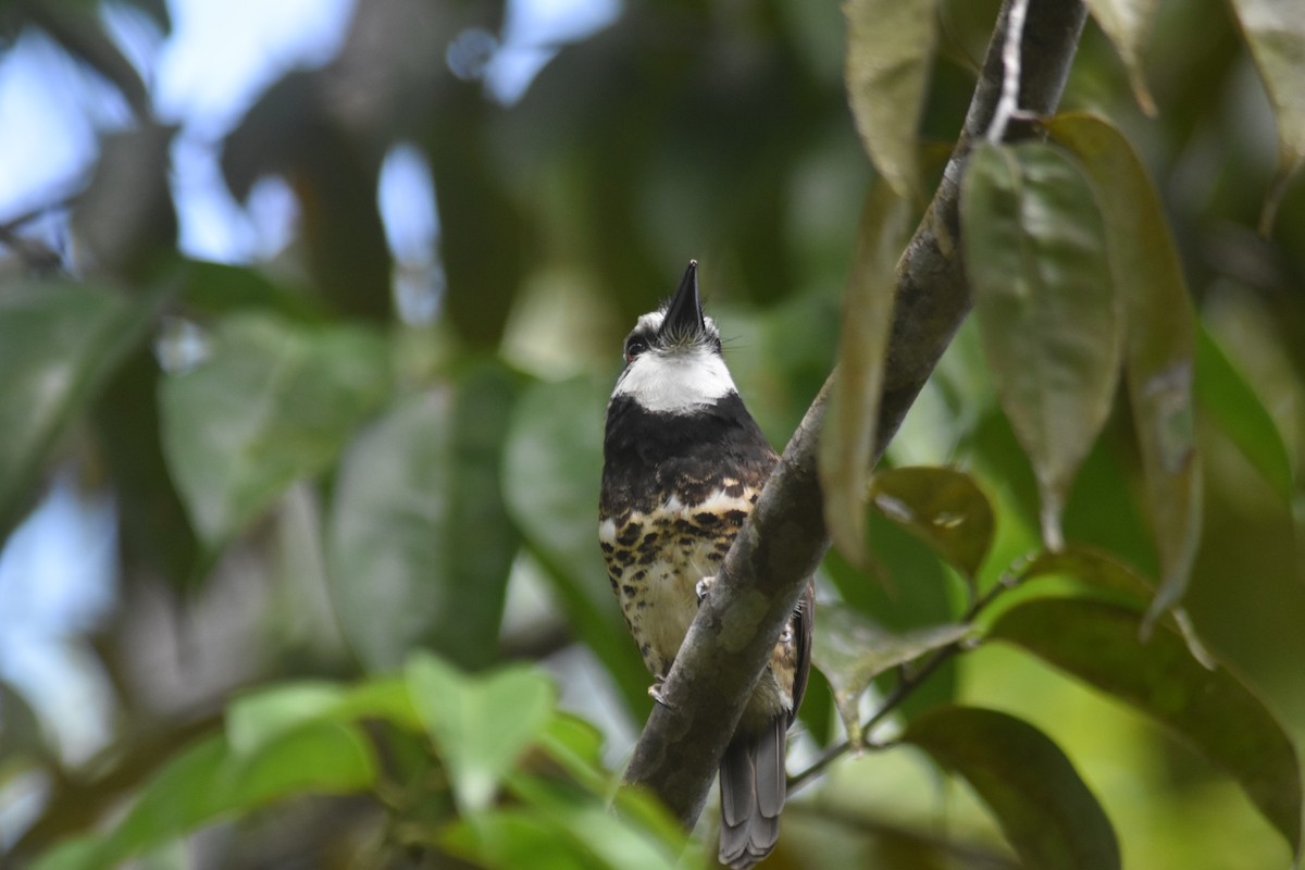 Sooty-capped Puffbird - ML616655168