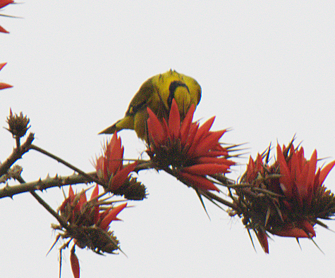 Slender-billed Oriole - ML616655174