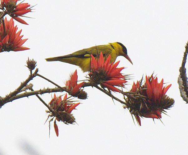 Slender-billed Oriole - ML616655178