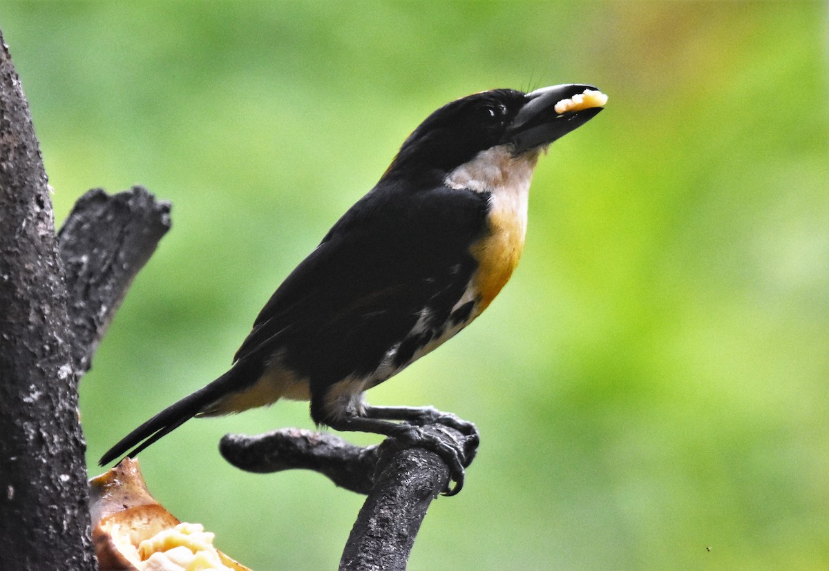 Spot-crowned Barbet - ML616655200