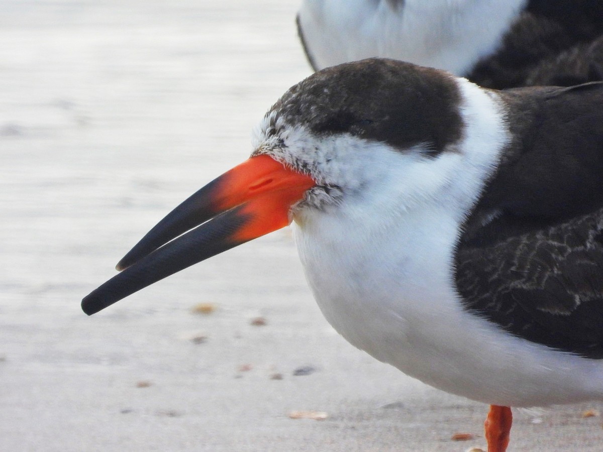 Black Skimmer - ML616655245