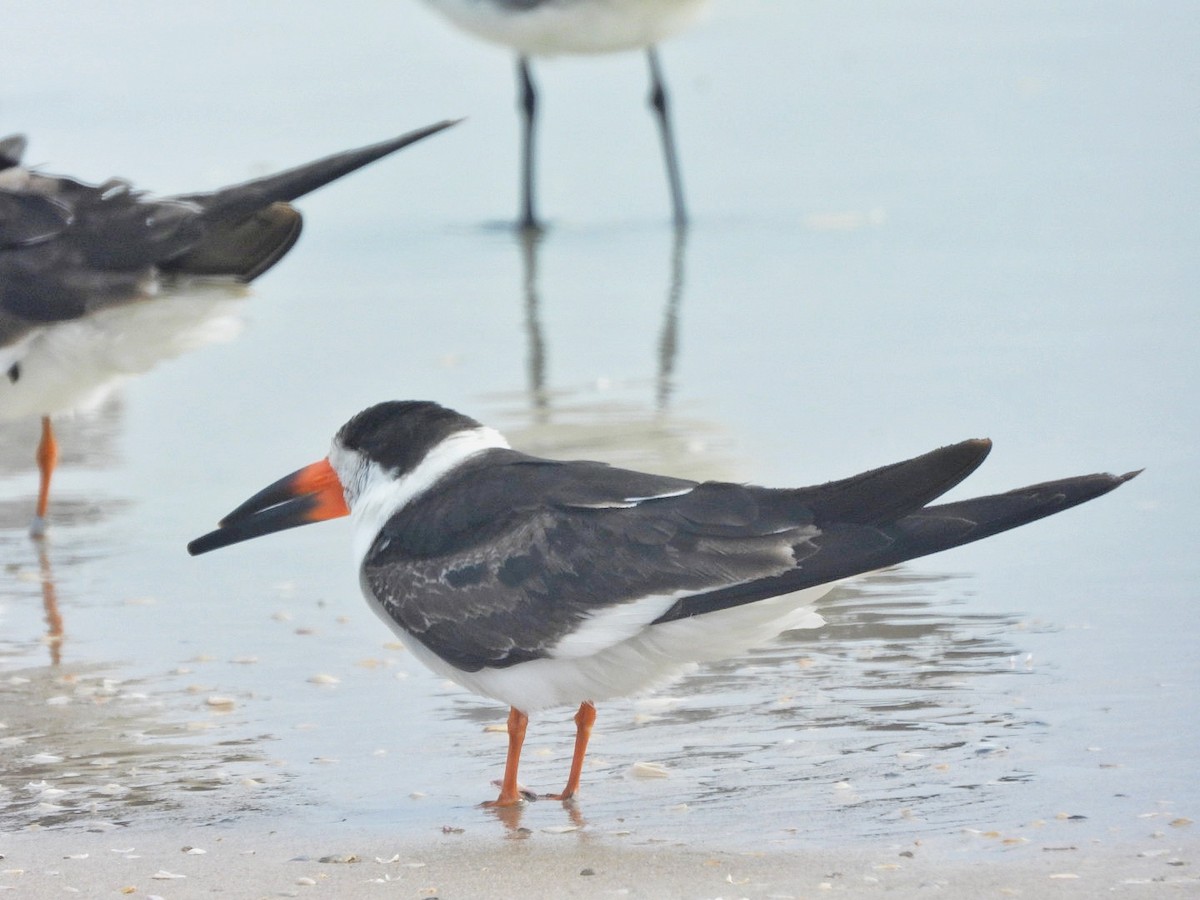 Black Skimmer - ML616655246