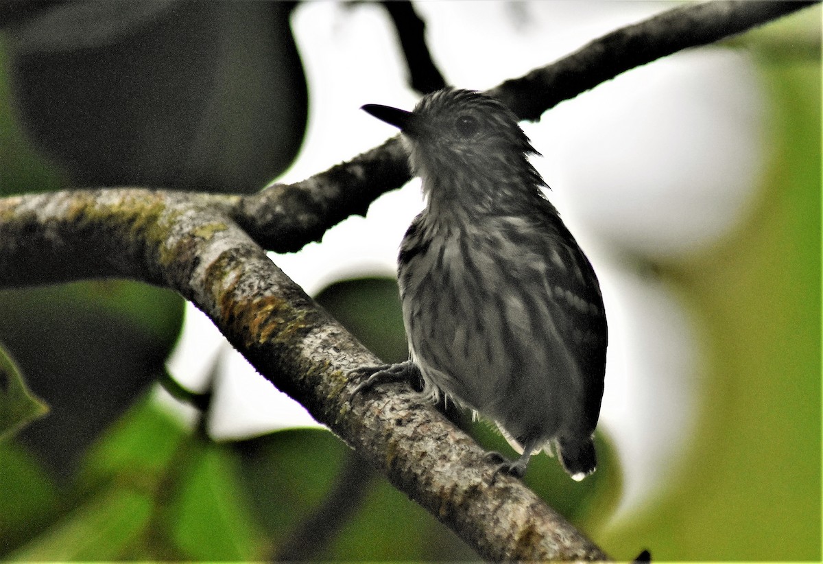 Pacific Antwren - Rodolfo Dodero