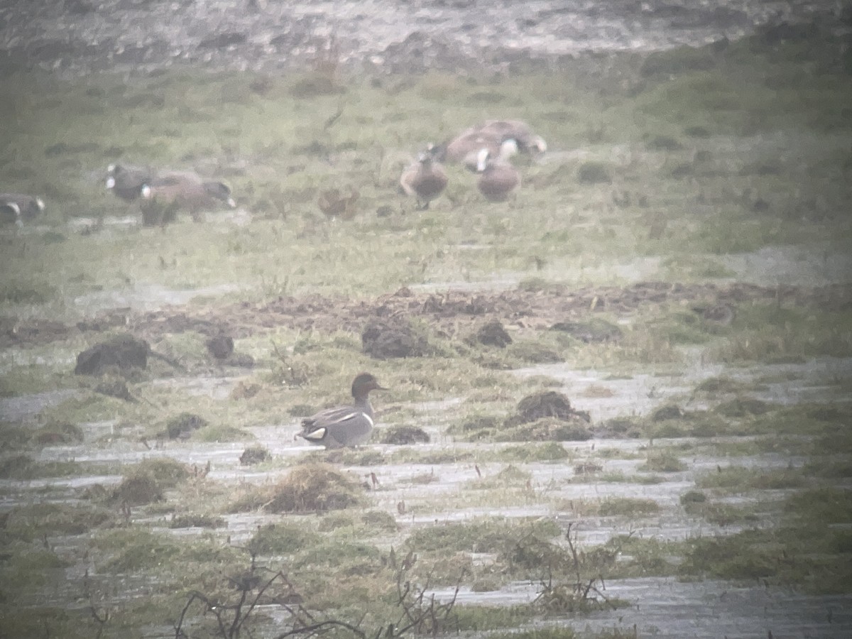 Green-winged Teal (Eurasian x American) - ML616655316