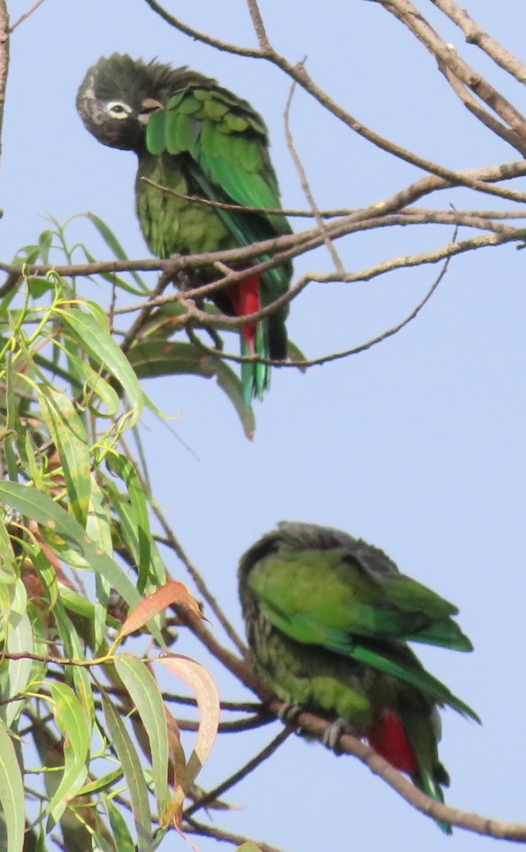 Scaly-headed Parrot - Elizabeth Lyons