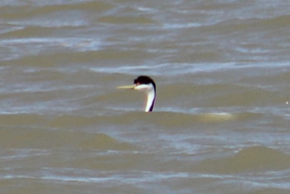 Western Grebe - ML616655348