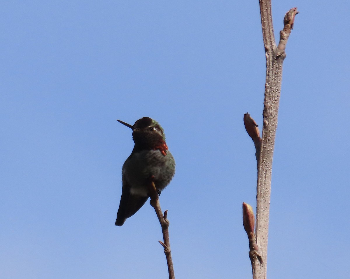 Anna's Hummingbird - ML616655397