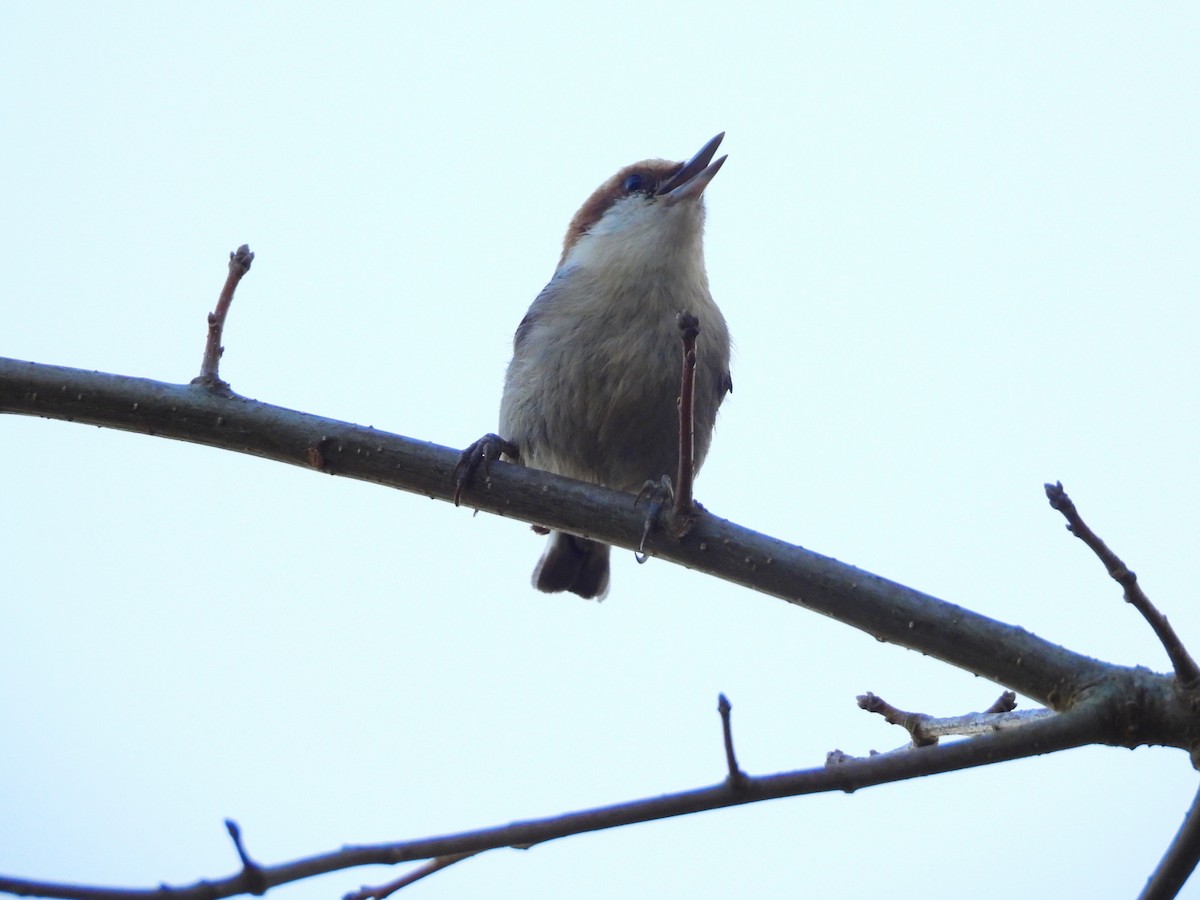 Brown-headed Nuthatch - Jeanene Daniels