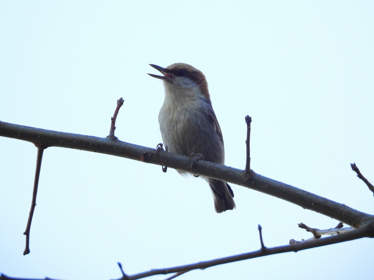 Brown-headed Nuthatch - Jeanene Daniels