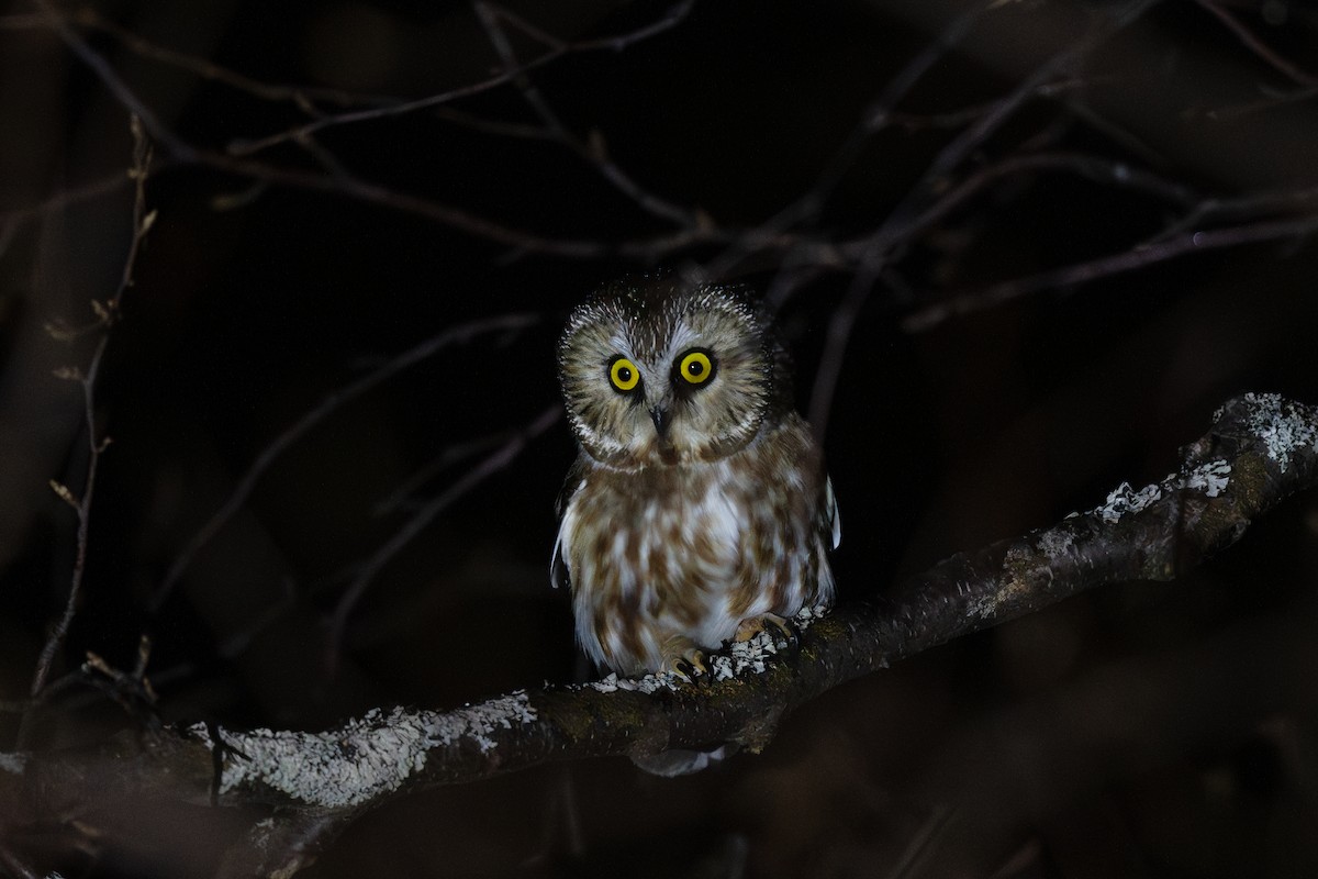 Northern Saw-whet Owl - Steve Heinl