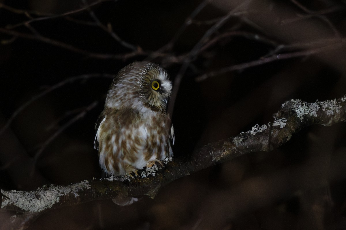 Northern Saw-whet Owl - Steve Heinl