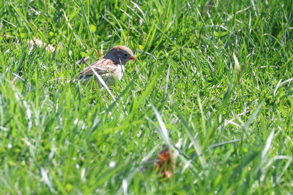 Field Sparrow - ML616655456