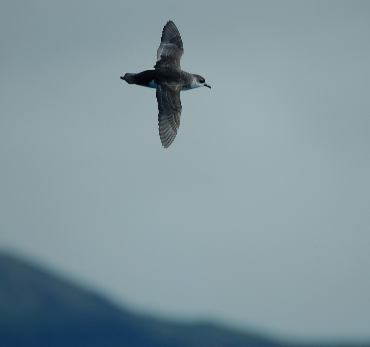 Subantarctic Shearwater - ML616655465